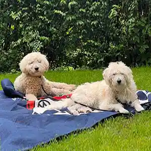 Pip and Bob